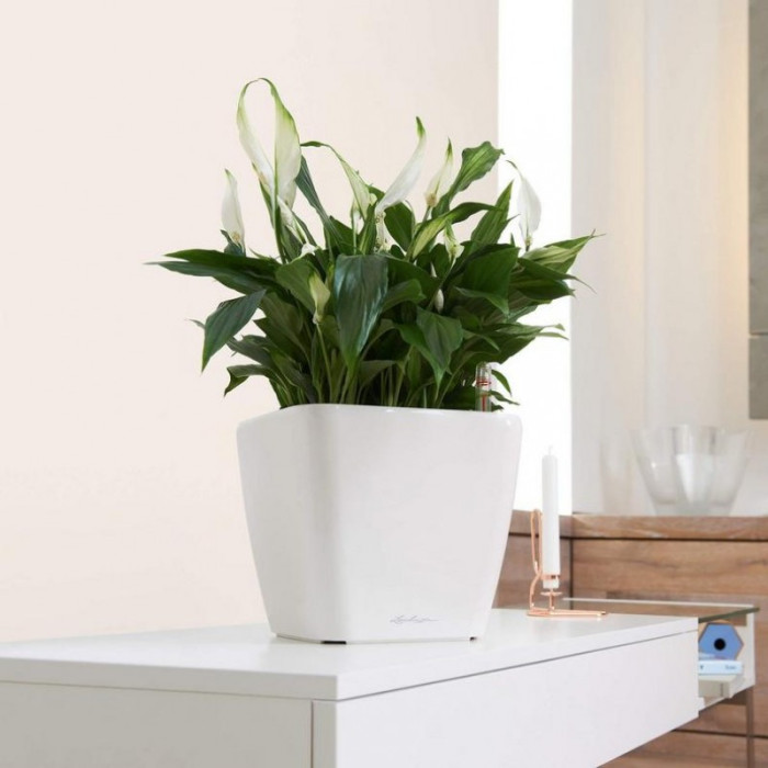 QUADRO LS 28 Белый блестящий - 16140