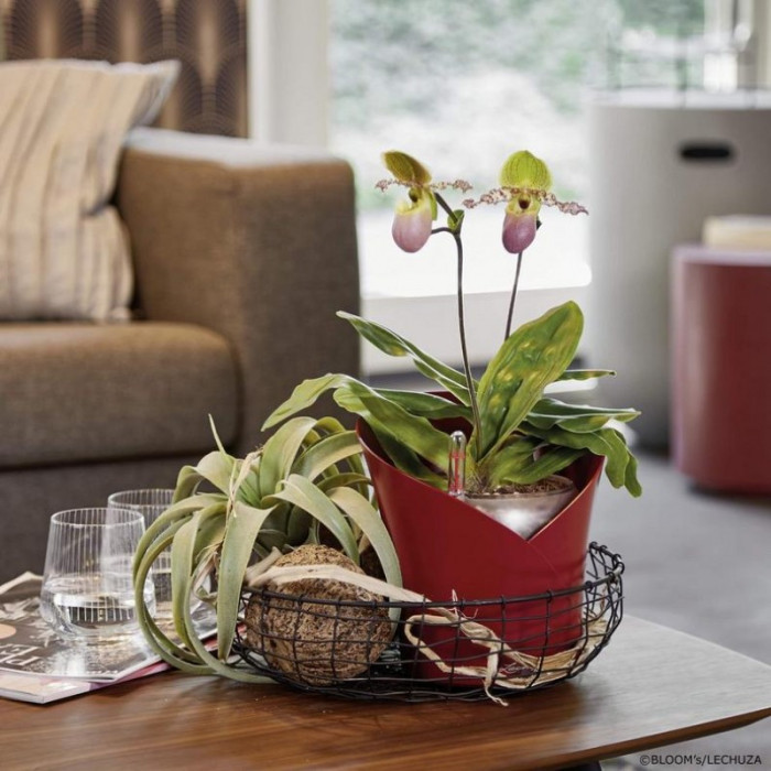 ORCHIDEA серый матовый - 13961