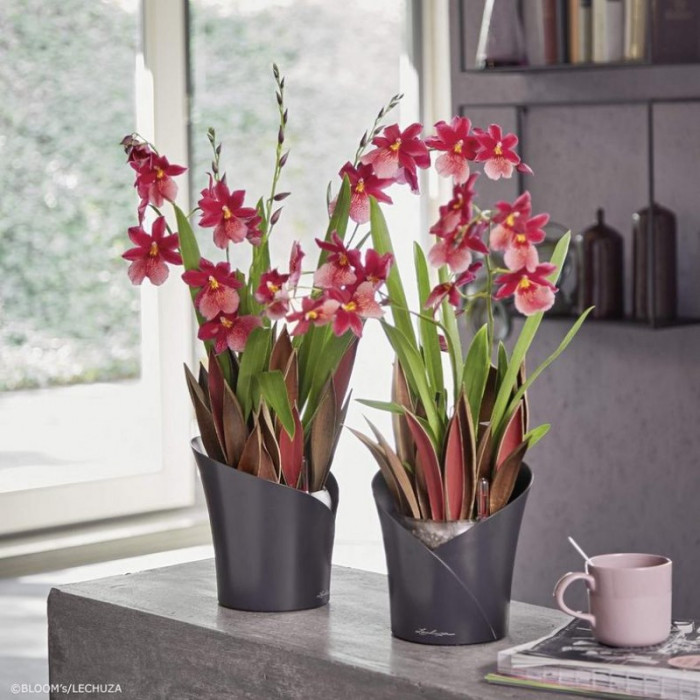 ORCHIDEA серый матовый - 13961